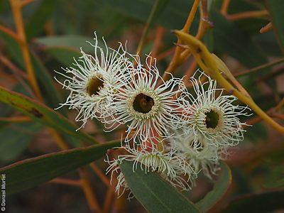 Eucalyptus calycogona ssp. trachybasis fl Denzel Murfet Apamurra
